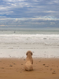 Dog looking at the sea waiting its master