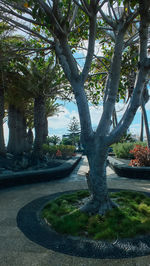 Trees growing in park