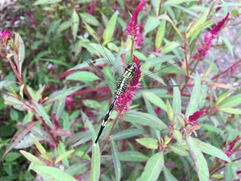 Close-up of butterfly on plant