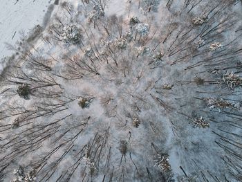High angle view of plant on land