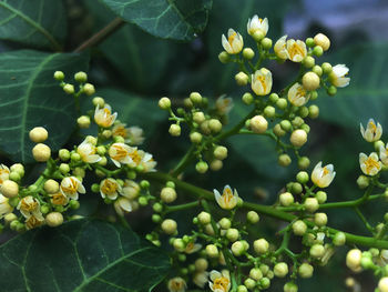 Close-up of green plant