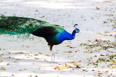 Close-up of peacock