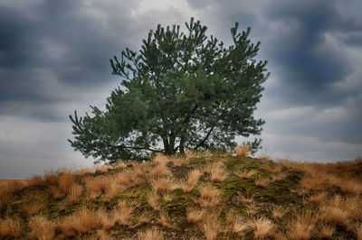 Tree on field against sky