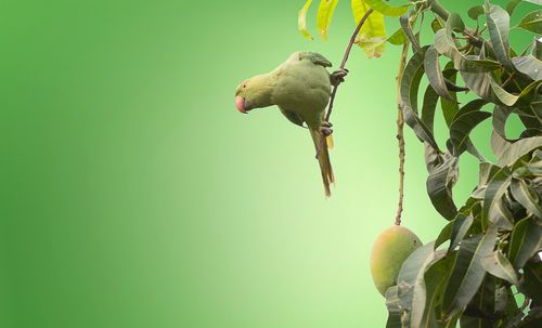 Bird perching on a tree