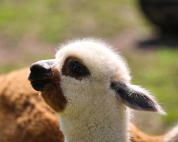 Baby llama.