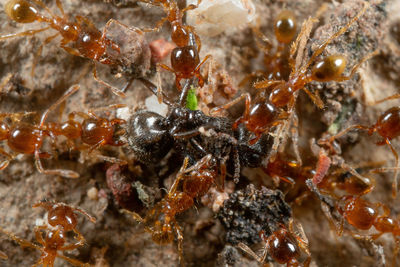 Close-up of ants