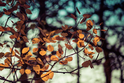 Close-up of autumnal leaves on tree