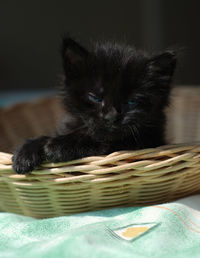 Close-up portrait of black cat relaxing on bed