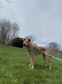 Dog on a field