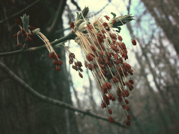 Close-up of flowers on twig in forest