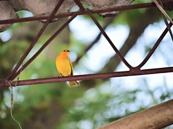 Close-up of bird perching on tree