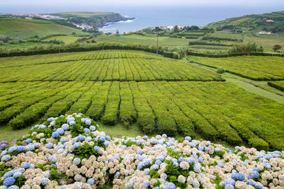 Tea plantation by porto formoso town in azores, portugal. scenic view of tea plants and hydrangea