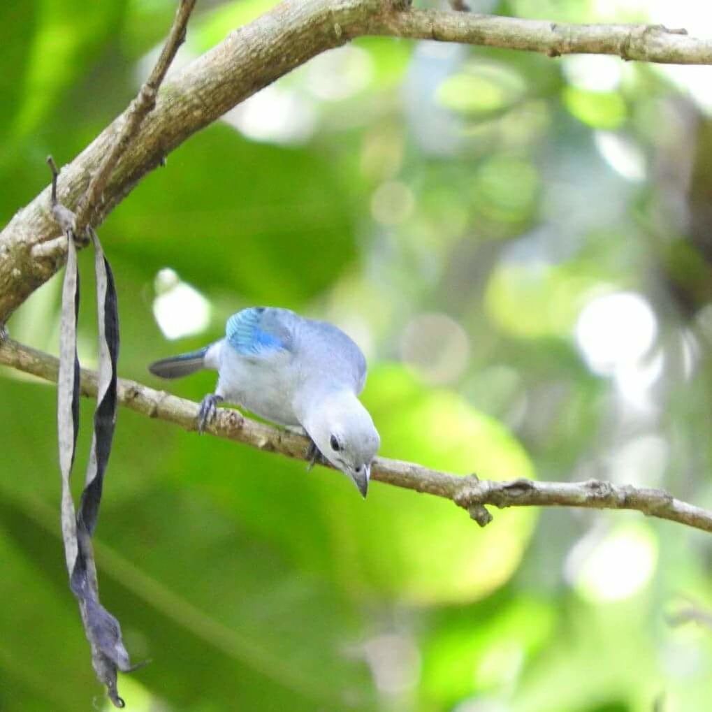 bird, animals in the wild, branch, one animal, animal themes, animal wildlife, tree, perching, nature, no people, outdoors, close-up, day