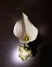 Close-up of white flower against black background