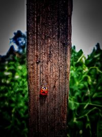 Close-up of ladybug on tree trunk