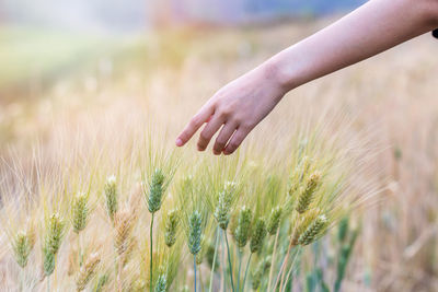 Cropped hand of woman pointing towards crop in farm