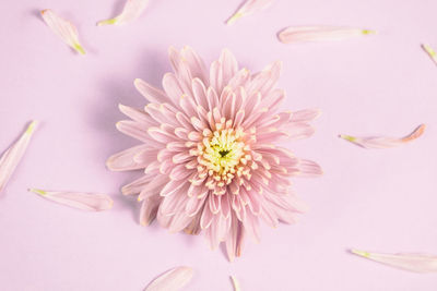 Single pink chrysanthemum flower arrangement on pink background. flat lay, top view.