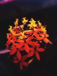 Close-up of yellow flowers