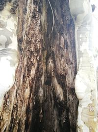 Close-up of tree trunk against sky