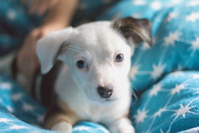 Close-up portrait of puppy on bed