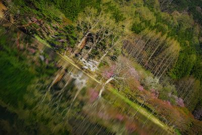 Tilt-shift image of tree on road