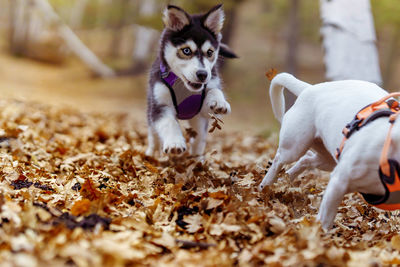 Kuma the siberian husky mix puppy tries to catch tsunami the jack russell terrier in a fall forest
