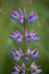 Close-up of purple flowering plant