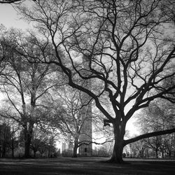 Bare trees against sky