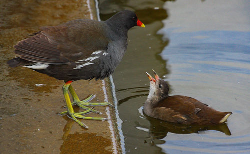 Duck swimming in a lake