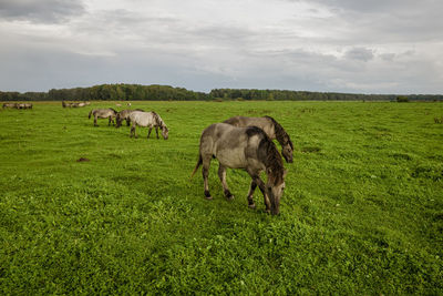 White mustangs grazing grass on the farmland. group of animals on pasture. endangered wild horse