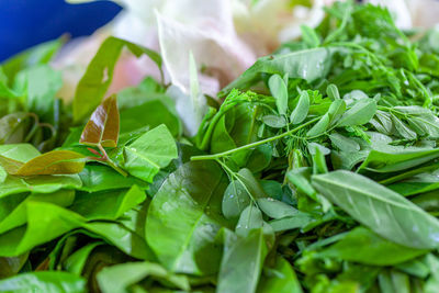 Close-up of fresh green leaves