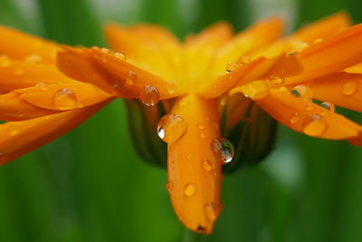 Close-up of wet yellow flower