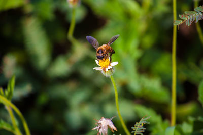 Close-up of insect on flower