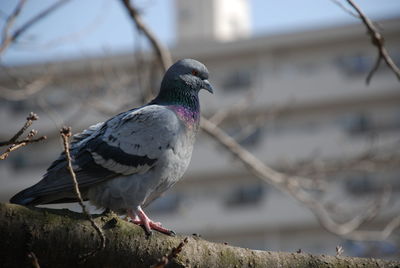 Close-up of pigeon perching on branch