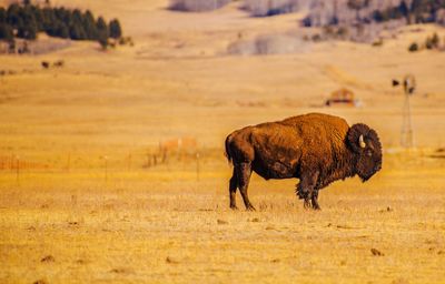 Side view of american bison standing on field