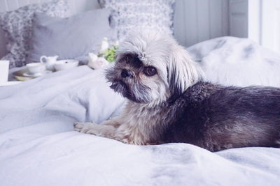 Close-up portrait of dog relaxing on bed