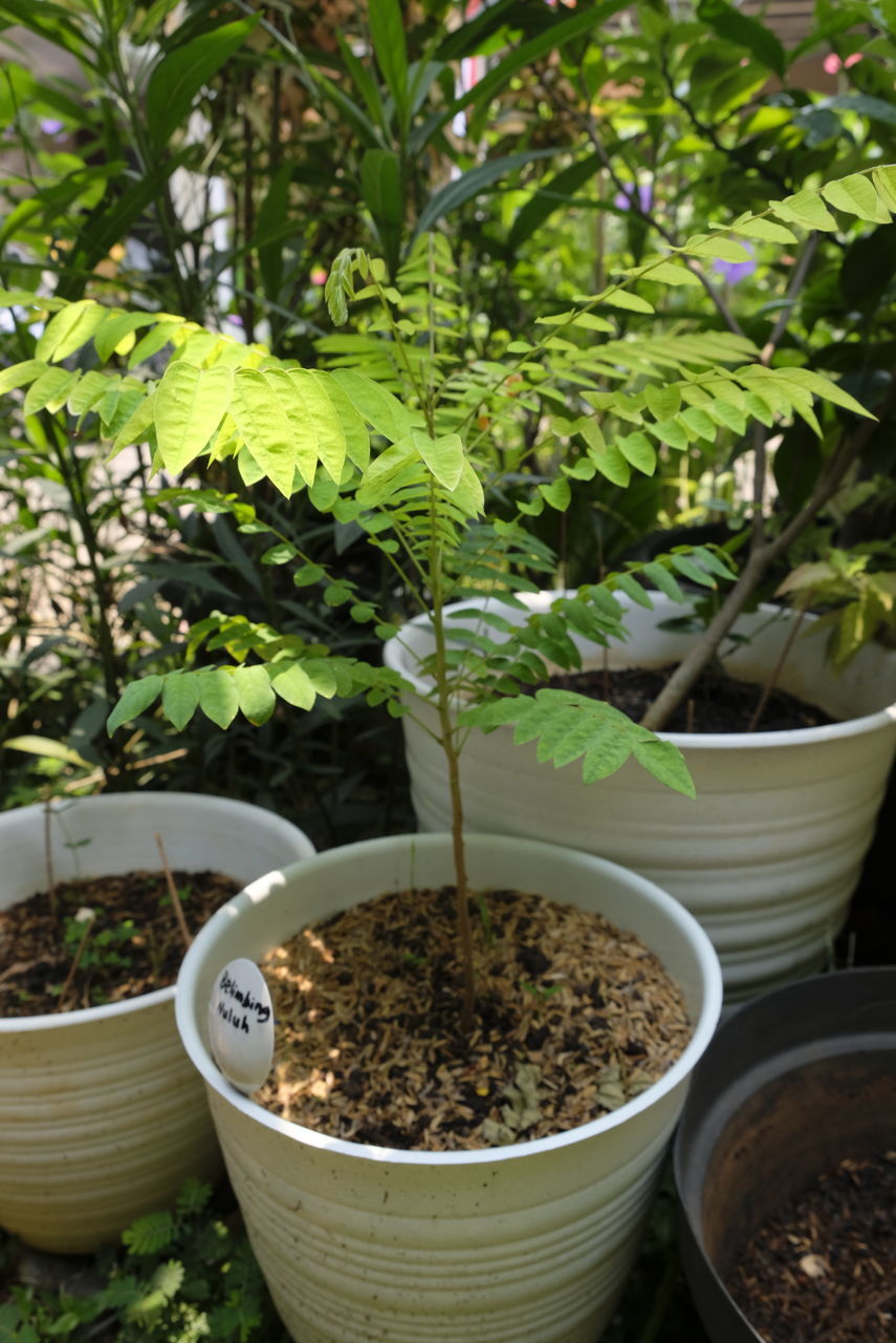 CLOSE-UP OF POTTED PLANT IN POT