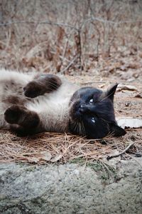 Black cat resting