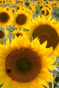 Close-up of bee on sunflower