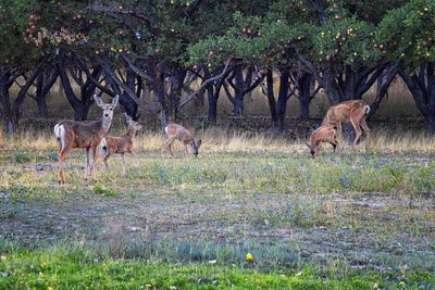 Deer in a field