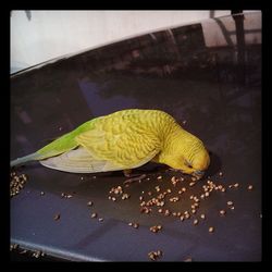 Close-up of fish in water