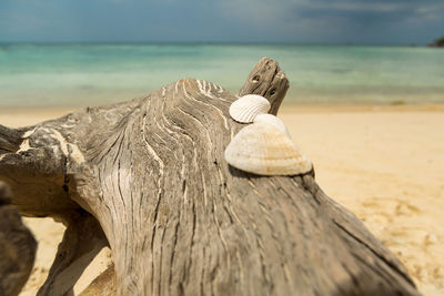 Close-up of sea shore against sky