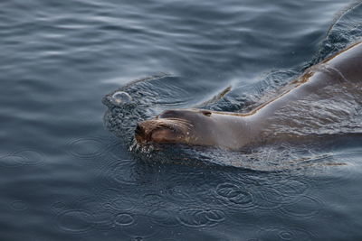 High angle view of seal swimming in water