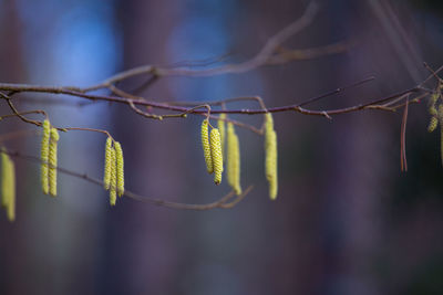 A beautiful birch tree flowers in early spring.