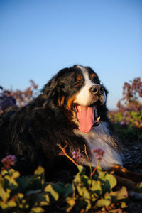 Close-up of dog looking away while standing on field