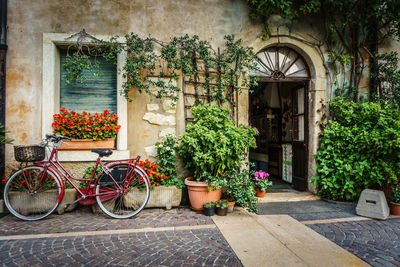 Bicycle against plants