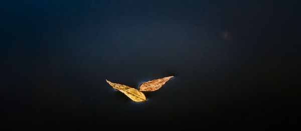 Close-up of butterfly on leaf over black background