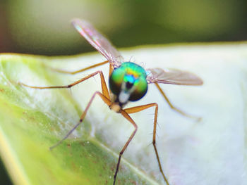 Close-up of insect on leaf