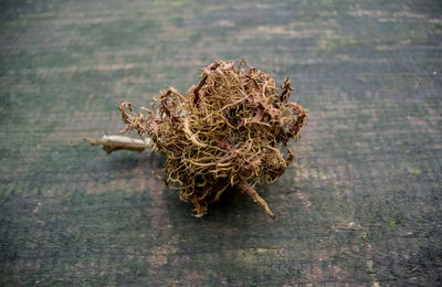 Close-up of wilted plant