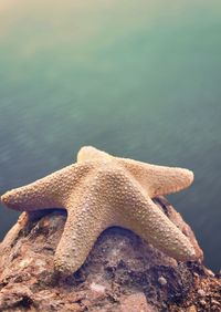 starfish
